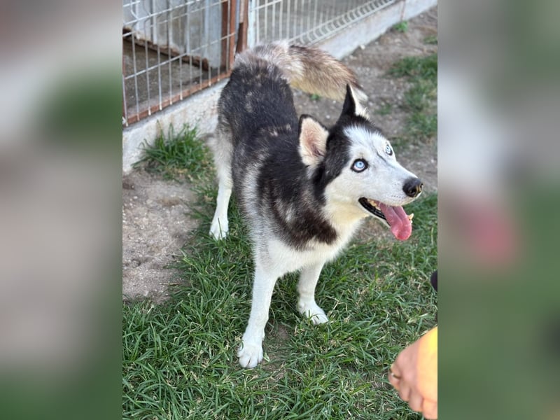 Husky Zeus