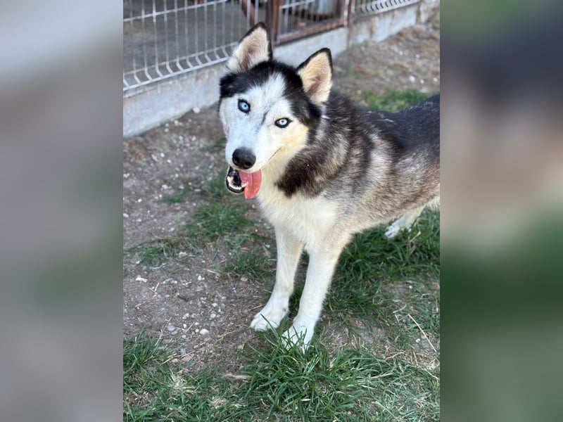 Husky Zeus