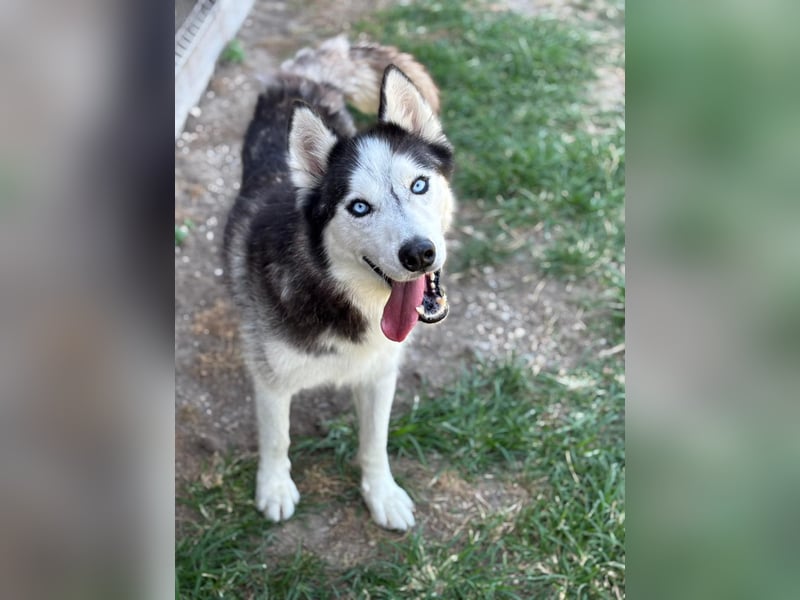 Husky Zeus