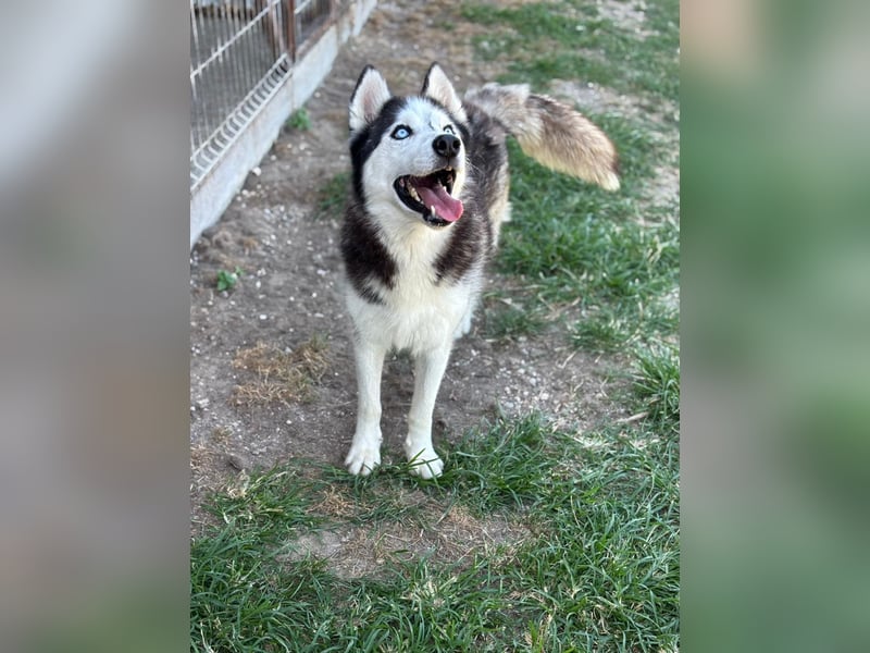 Husky Zeus