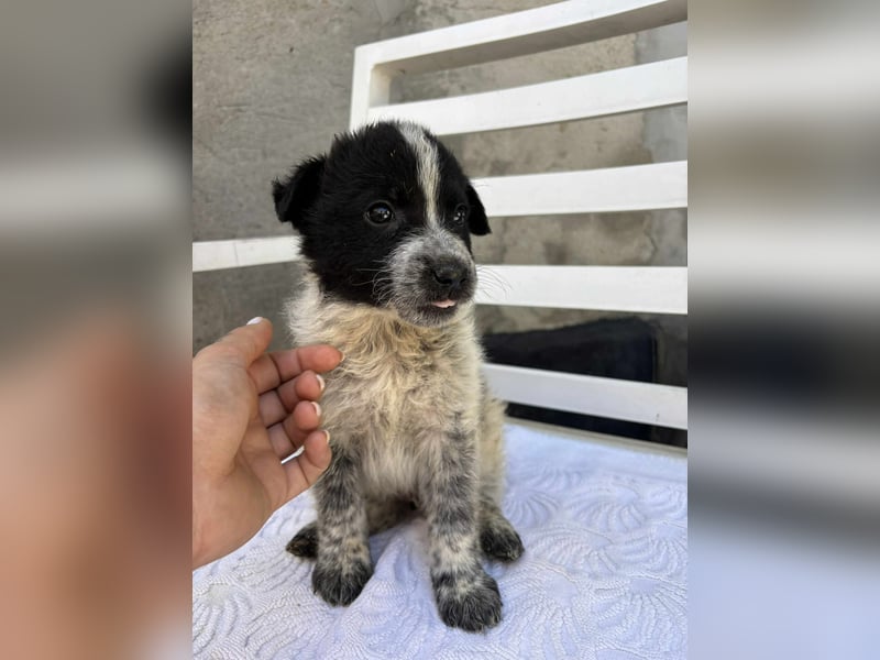 Welpe Oreo