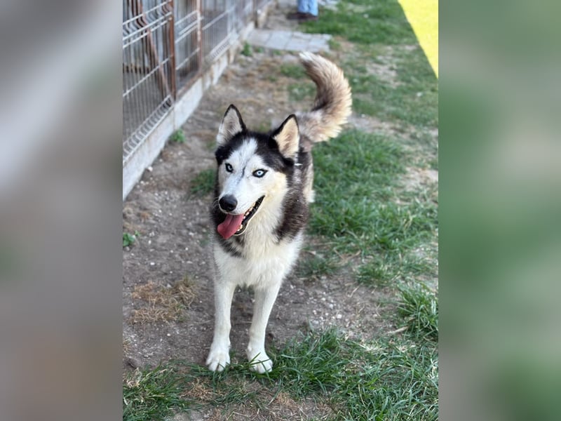 Husky Zeus