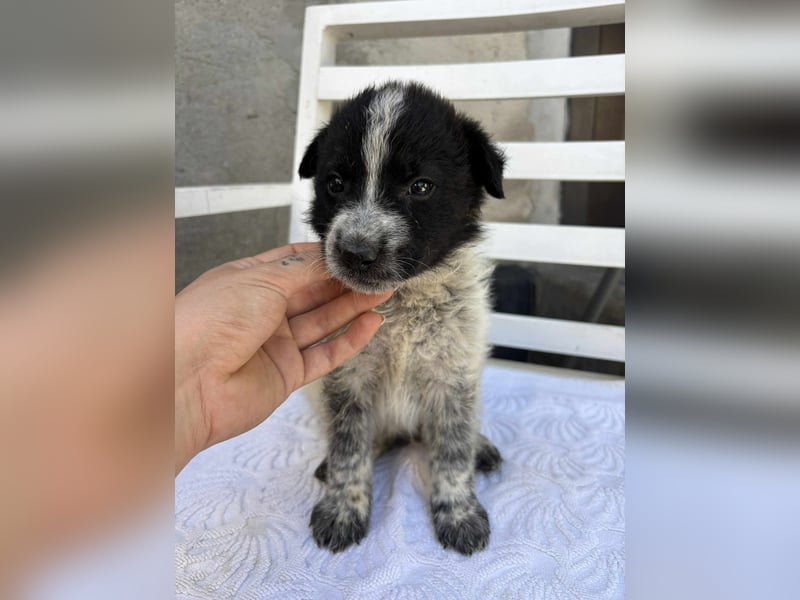 Welpe Oreo