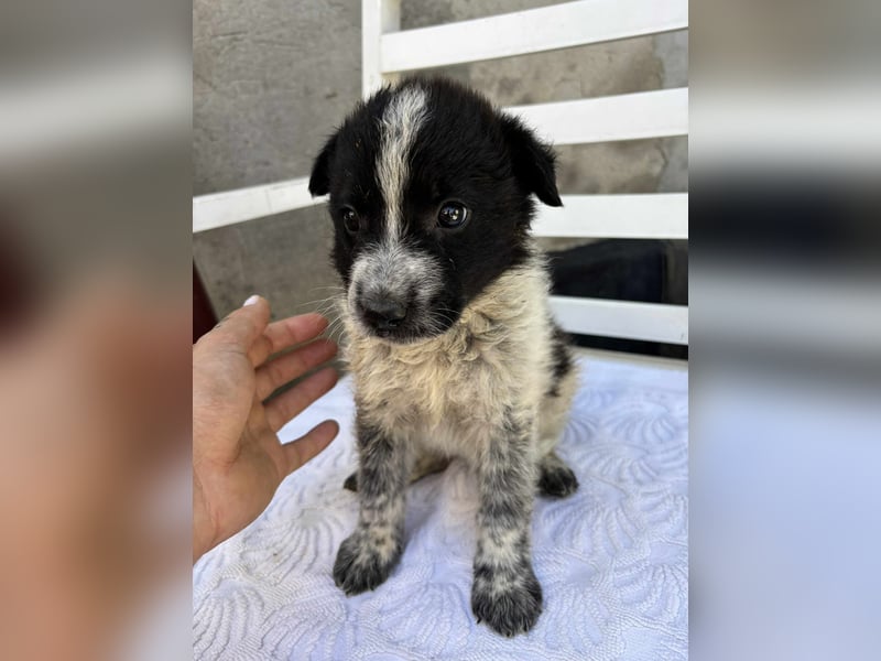 Welpe Oreo