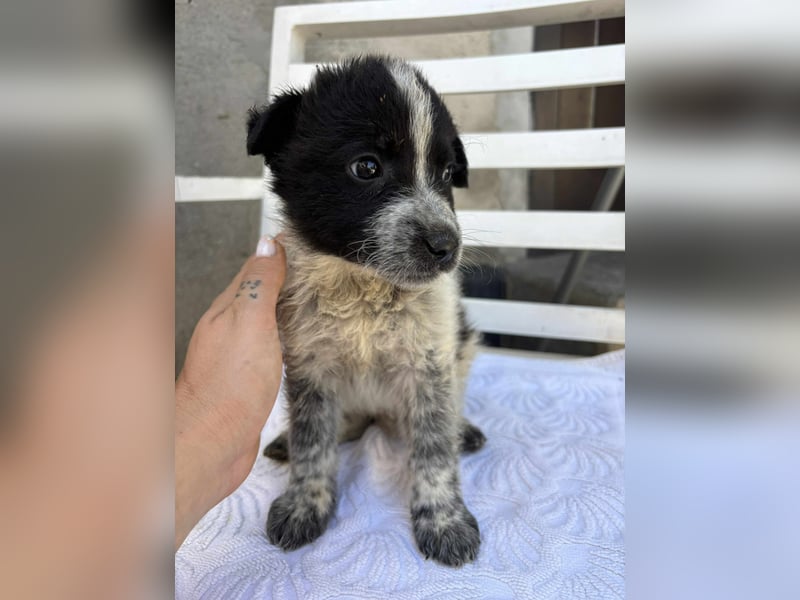 Welpe Oreo