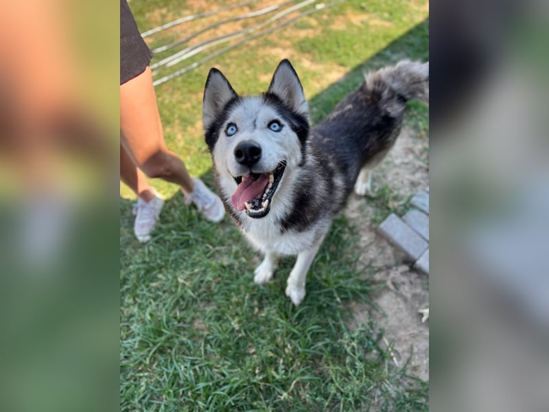 Husky Zeus