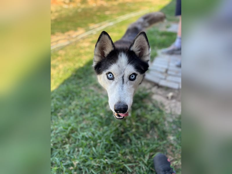 Husky Zeus