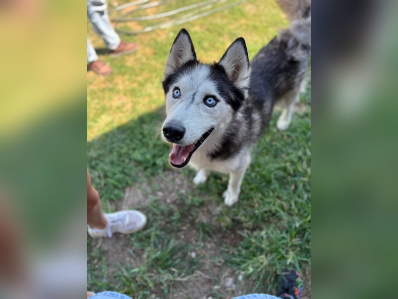 Husky Zeus