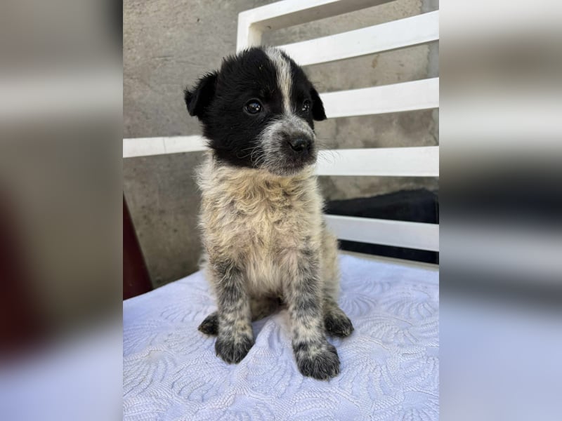 Welpe Oreo