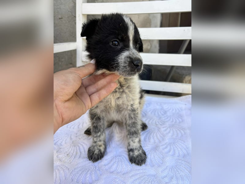 Welpe Oreo