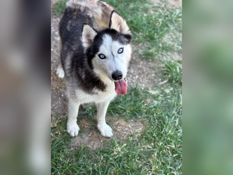 Husky Zeus