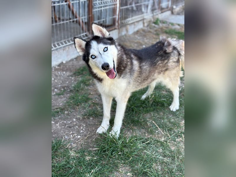 Husky Zeus