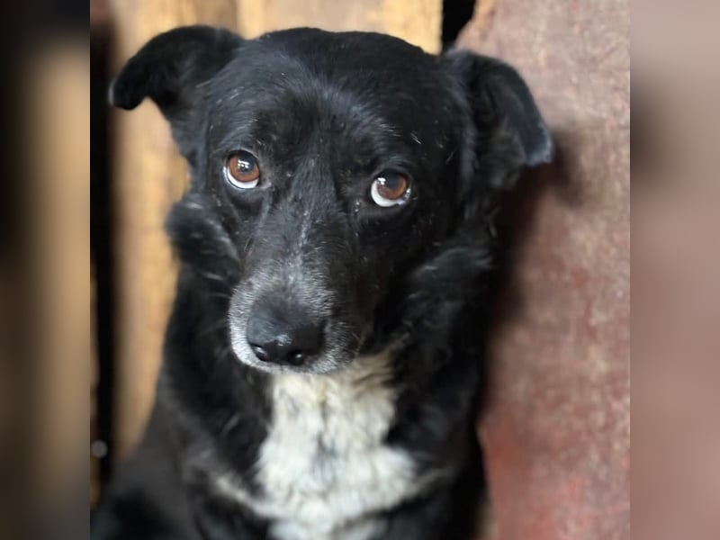 Sammy