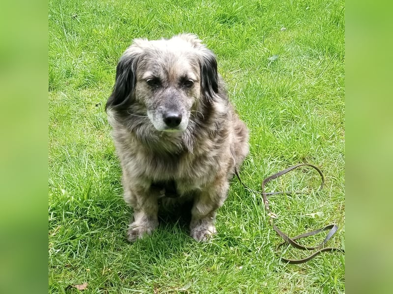 wunderschöner Pufi