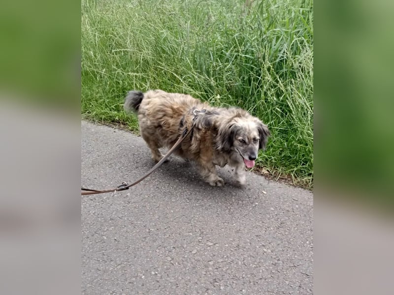 wunderschöner Pufi