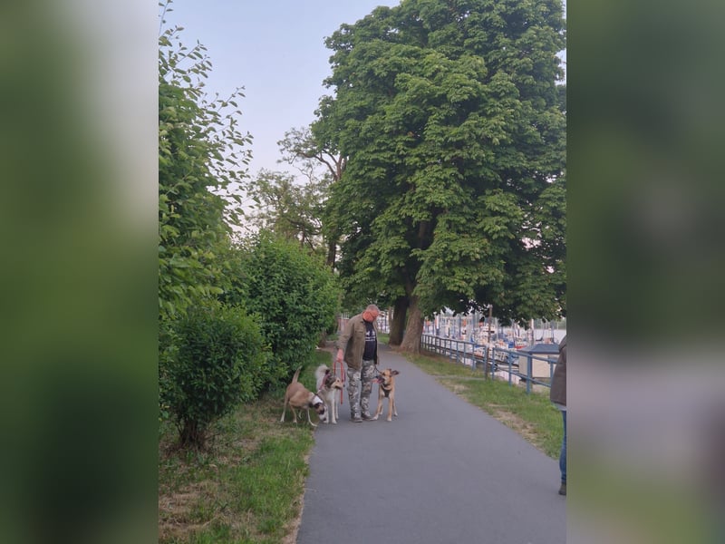Mica – Abenteurer mit Herz sucht erfahrenes Zuhause