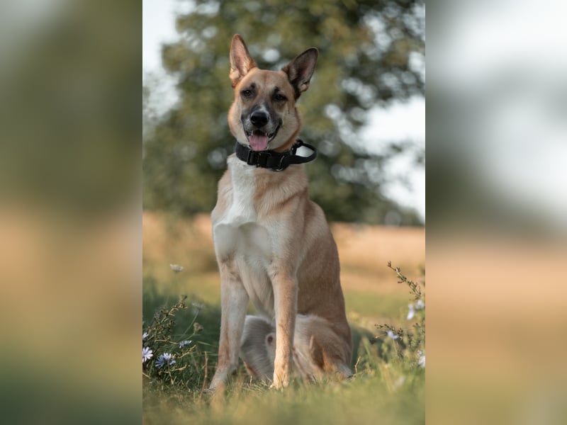 Mica – Abenteurer mit Herz sucht erfahrenes Zuhause