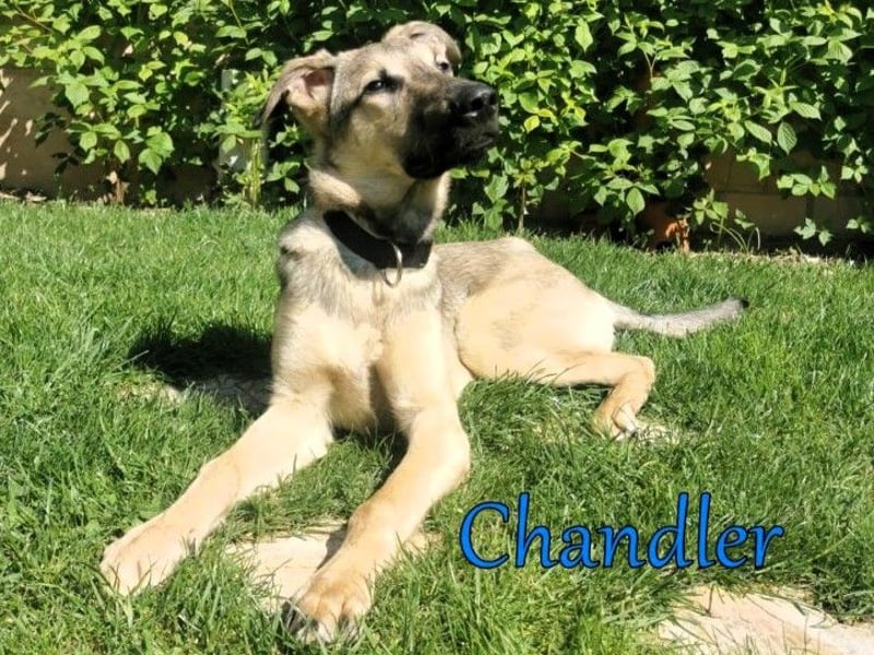 Chandler 10/21 (in Deutschland) - sportlicher, verspielter & gelehriger Rüde, ein toller Begleiter!