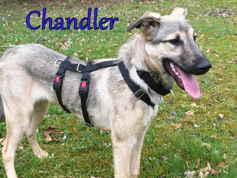 Chandler 10/21 (in Deutschland) - sportlicher, verspielter & gelehriger Rüde, ein toller Begleiter!