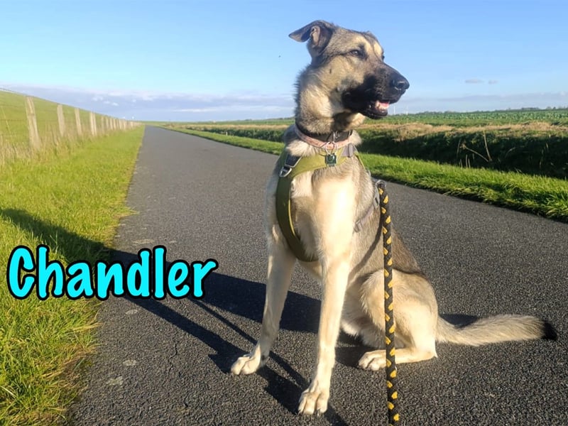 Chandler 10/21 (in Deutschland) - sportlicher, verspielter & gelehriger Rüde, ein toller Begleiter!