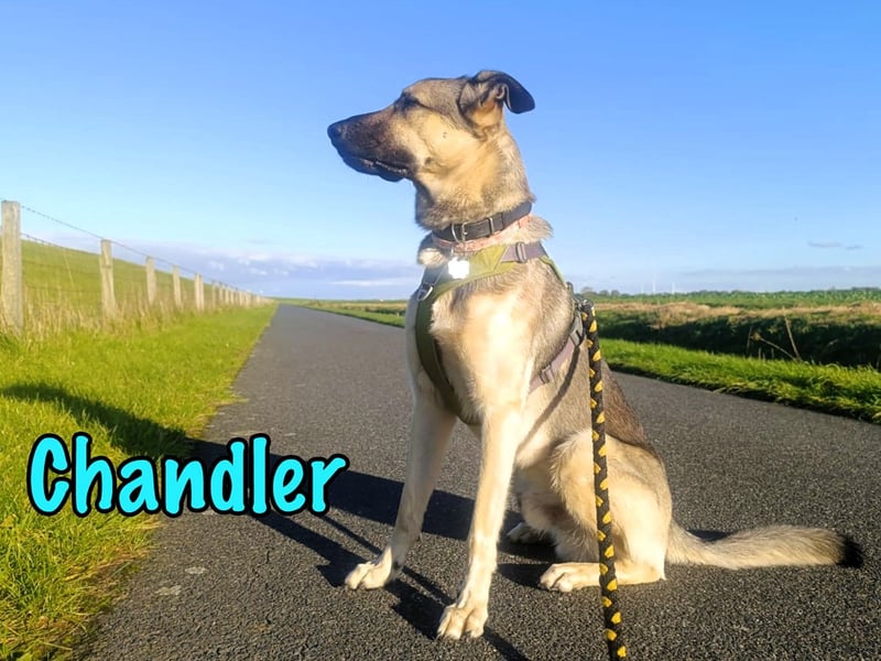 Chandler 10/21 (in Deutschland) - sportlicher, verspielter & gelehriger Rüde, ein toller Begleiter!