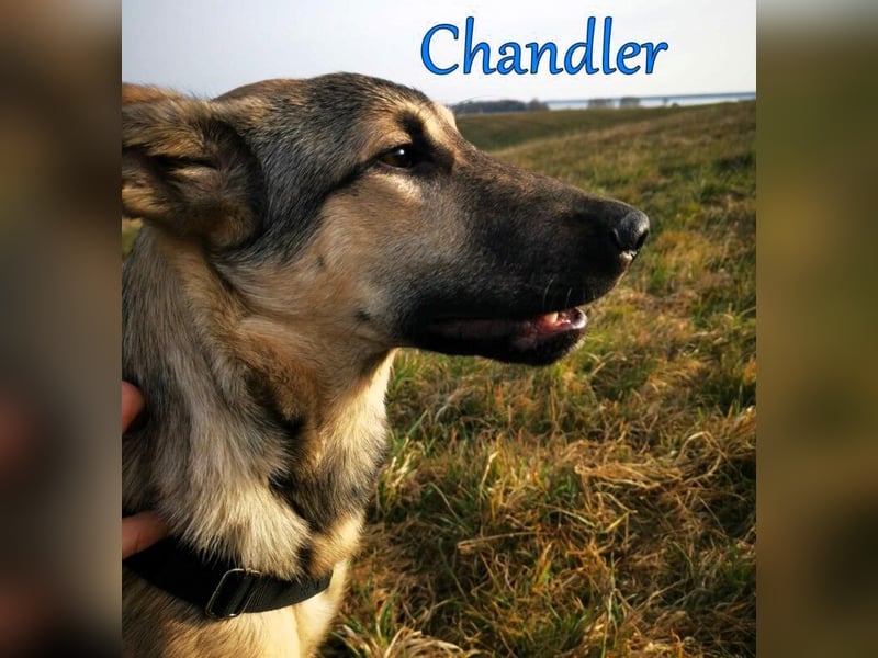 Chandler 10/21 (in Deutschland) - sportlicher, verspielter & gelehriger Rüde, ein toller Begleiter!