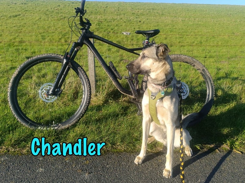 Chandler 10/21 (in Deutschland) - sportlicher, verspielter & gelehriger Rüde, ein toller Begleiter!