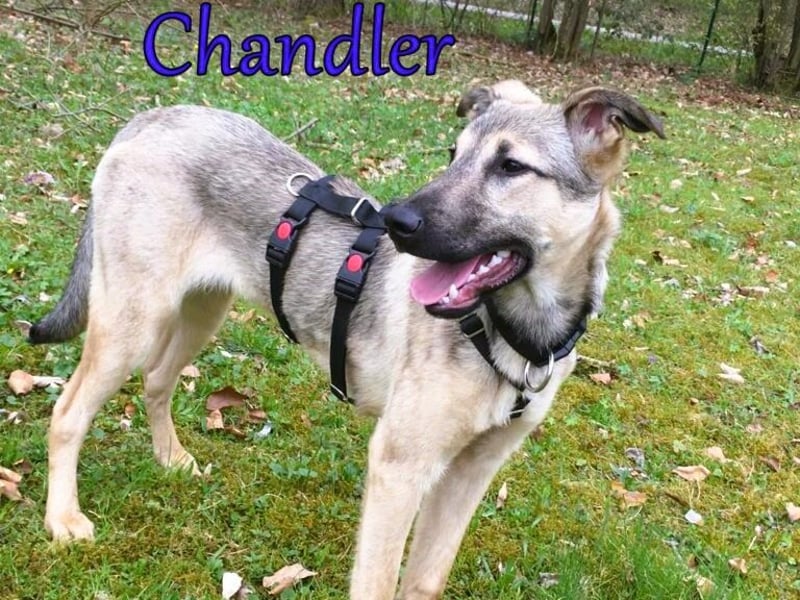 Chandler 10/21 (in Deutschland) - sportlicher, verspielter & gelehriger Rüde, ein toller Begleiter!