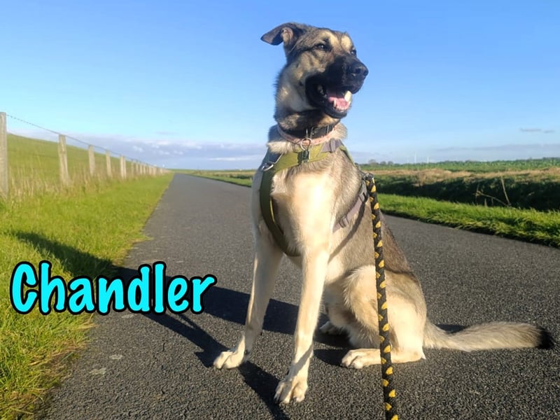 Chandler 10/21 (in Deutschland) - sportlicher, verspielter & gelehriger Rüde, ein toller Begleiter!