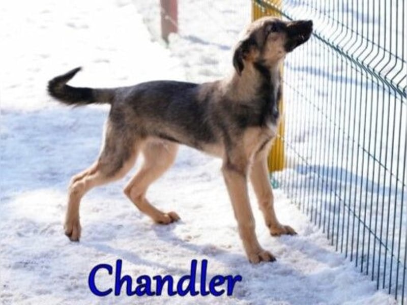 Chandler 10/21 (in Deutschland) - sportlicher, verspielter & gelehriger Rüde, ein toller Begleiter!