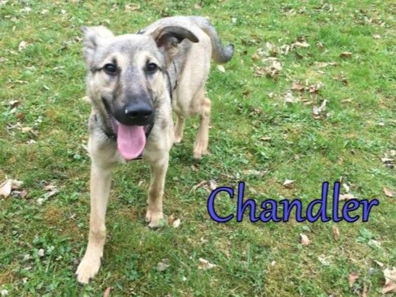 Chandler 10/21 (in Deutschland) - sportlicher, verspielter & gelehriger Rüde, ein toller Begleiter!