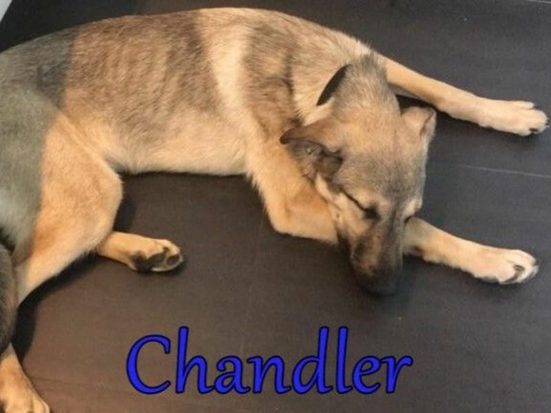 Chandler 10/21 (in Deutschland) - sportlicher, verspielter & gelehriger Rüde, ein toller Begleiter!