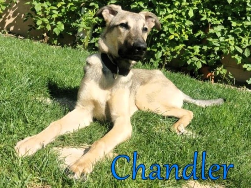 Chandler 10/21 (in Deutschland) - sportlicher, verspielter & gelehriger Rüde, ein toller Begleiter!