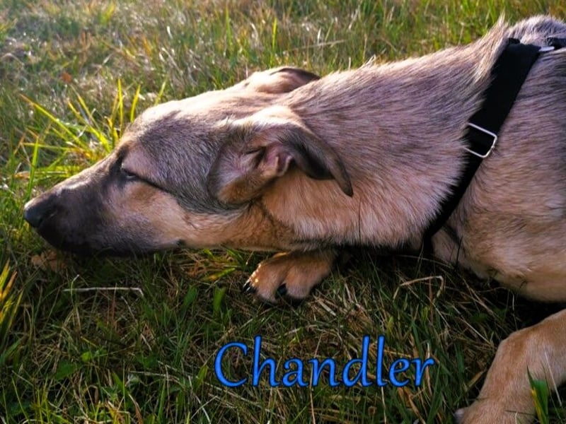 Chandler 10/21 (in Deutschland) - sportlicher, verspielter & gelehriger Rüde, ein toller Begleiter!