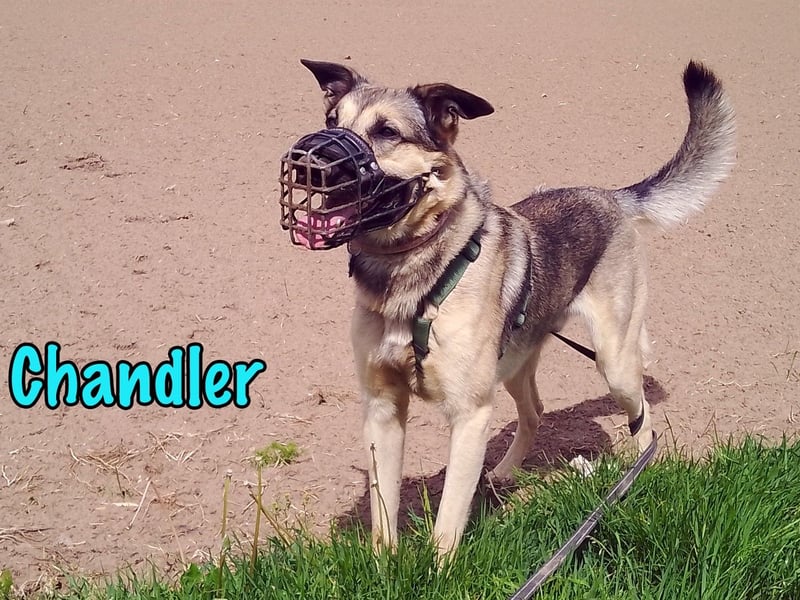 Chandler 10/2021 (in Deutschland) - sportlicher, verspielter & gelehriger Rüde ein toller Begleiter!