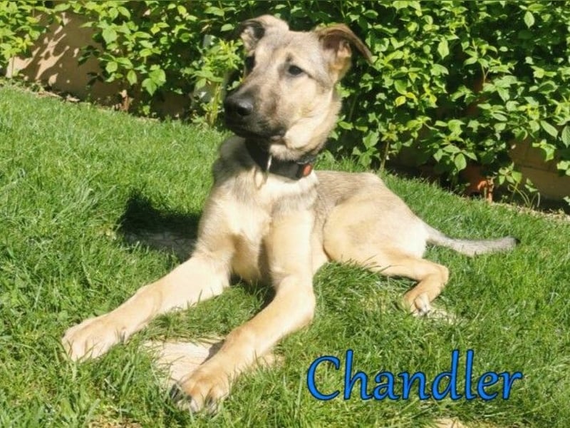 Chandler 10/21 (in Deutschland) - sportlicher, verspielter & gelehriger Rüde, ein toller Begleiter!