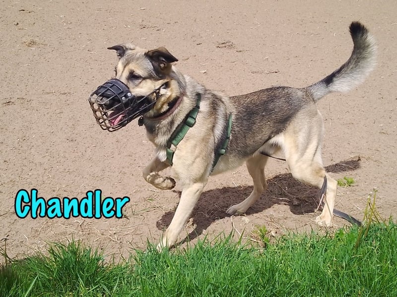 Chandler 10/2021 (in Deutschland) - sportlicher, verspielter & gelehriger Rüde ein toller Begleiter!
