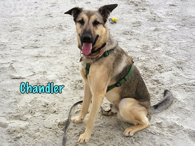 Chandler 10/21 (in Deutschland) - sportlicher, verspielter & gelehriger Rüde, ein toller Begleiter!