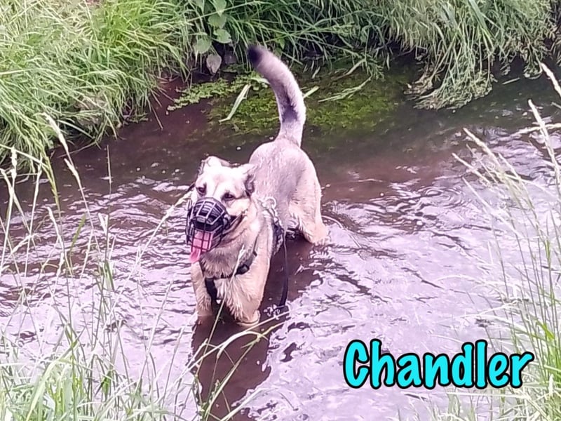 Chandler 10/2021 (in Deutschland) - sportlicher, verspielter & gelehriger Rüde ein toller Begleiter!