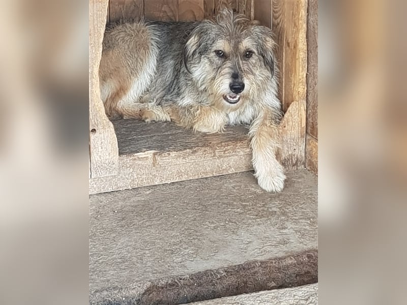 Alf - Nervensäge mit Charakter sucht neue Chefetage