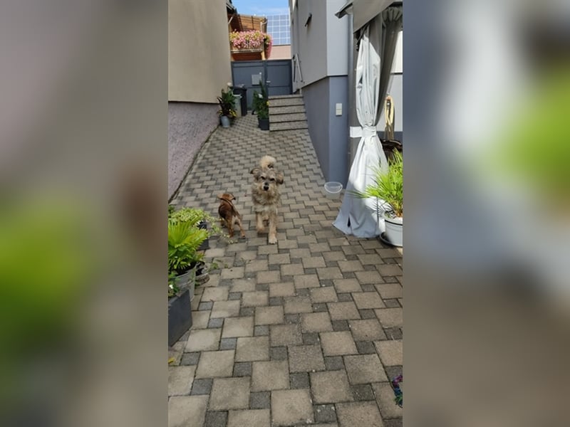 Alf - Nervensäge mit Charakter sucht neue Chefetage