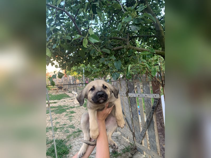ELLIOTT sucht ein zu hause