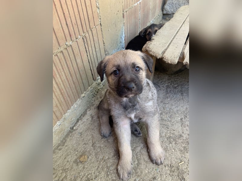 ELLIOTT sucht ein zu hause