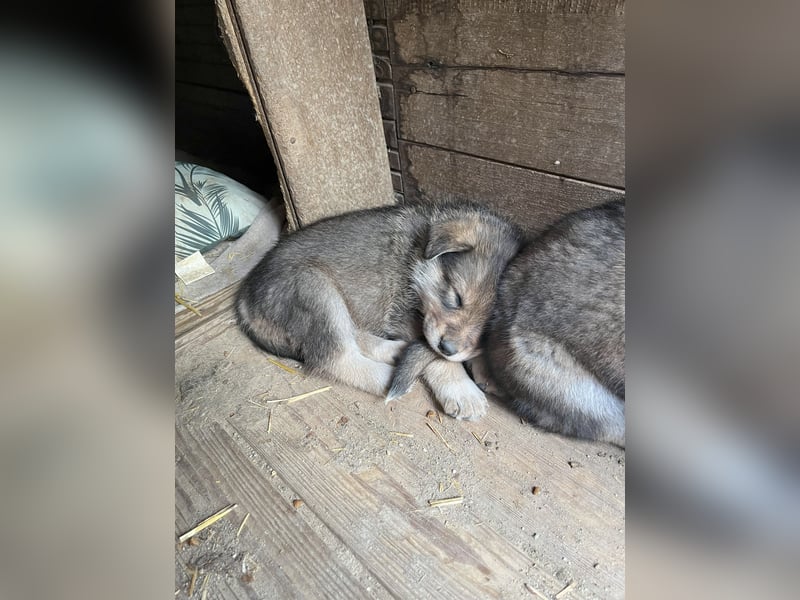 PACO, Rüde, 1 Monat, aktuell 22 cm, Mischling, Tierschutz