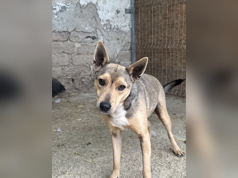 ORFI, Rüde, 1,5 Jahre, 42 cm, Mischling, Tierschutz