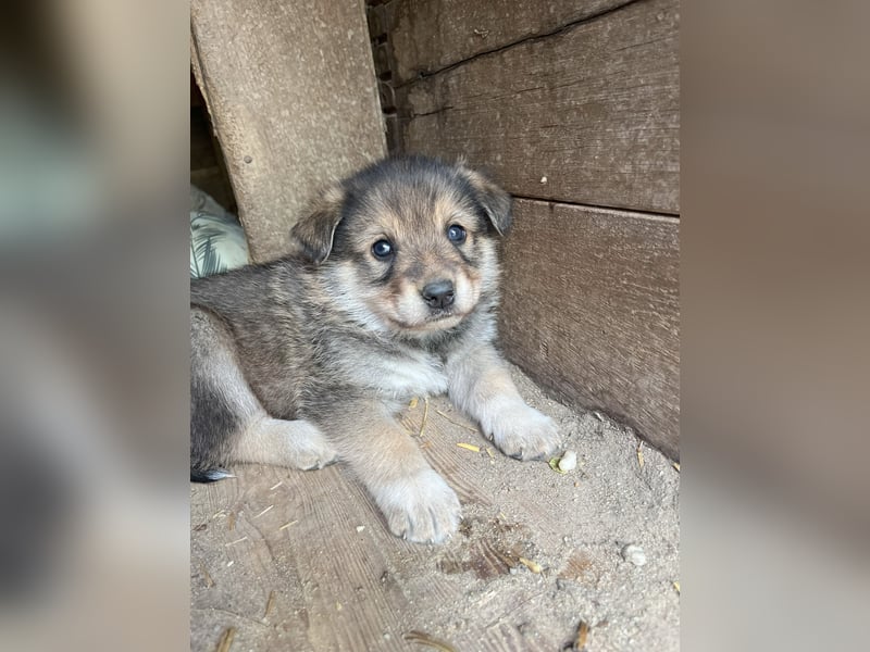 PACO, Rüde, 1 Monat, aktuell 22 cm, Mischling, Tierschutz