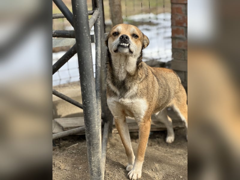 KODA, Rüde, 3,5 Jahre, 45 cm, Mischling, Tierschutz