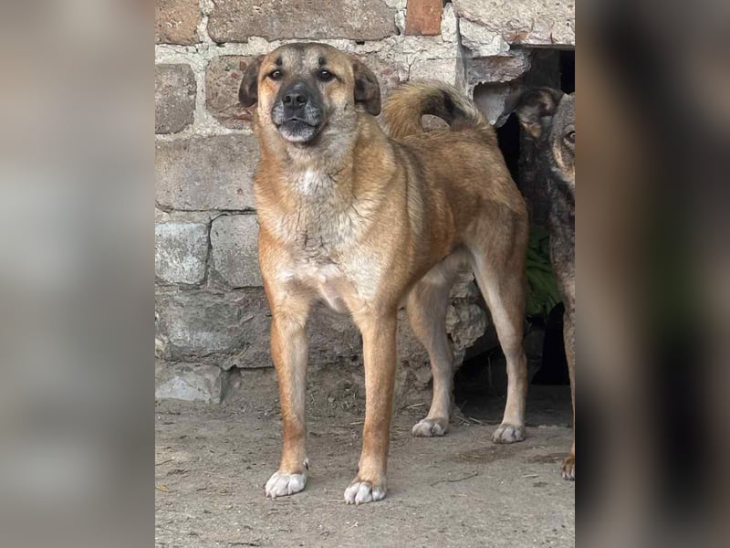 FRIDO, Rüde, 3,5 Jahre, 54 cm, Mischling, Tierschutz