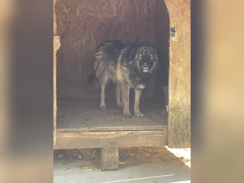 MONTI, Rüde, 7 Jahre, 51 cm, Mischling, Tierschutz