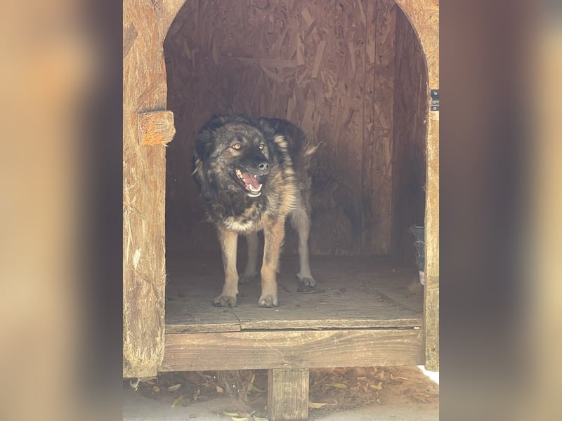 MONTI, Rüde, 7 Jahre, 51 cm, Mischling, Tierschutz